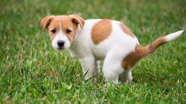 Potty Perfect: A Step-by-Step Guide to Toilet Training Your Puppy